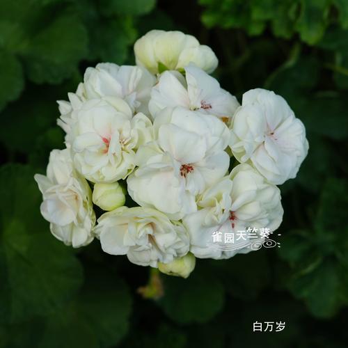 白色天竺葵有哪些常见品种?-图2 白色天竺葵有哪些常见品种?-图2