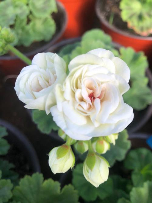 白色天竺葵有哪些常见品种?-图3 白色天竺葵有哪些常见品种?-图3