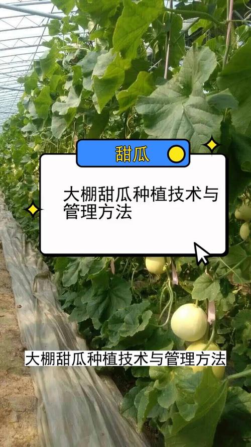 南方甜瓜大棚栽培技术要点有哪些?-图1 南方甜瓜大棚栽培技术要点有哪些?-图1