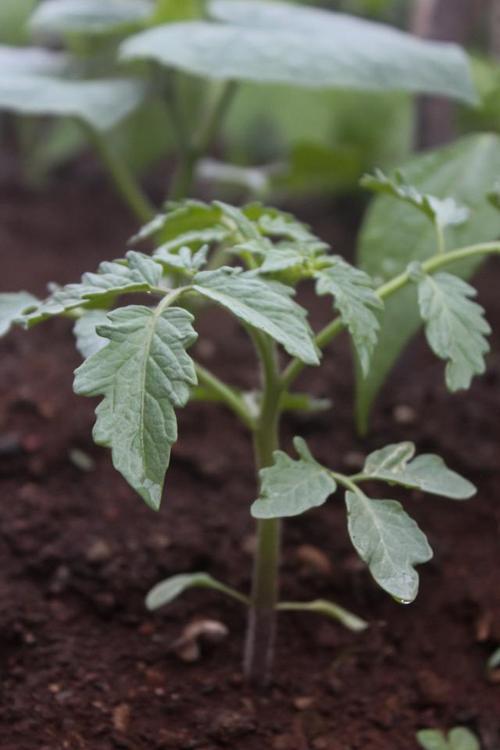 番茄露地秋冬种植技术-图1 番茄露地秋冬种植技术-图1