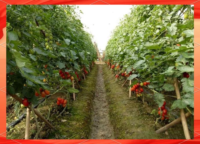 番茄露地秋冬种植技术-图2 番茄露地秋冬种植技术-图2