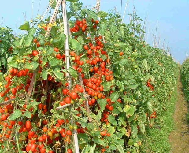 番茄露地秋冬种植技术-图3 番茄露地秋冬种植技术-图3