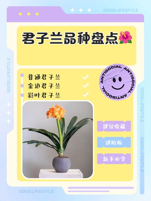 君子兰品种如何快速辨别？-图2