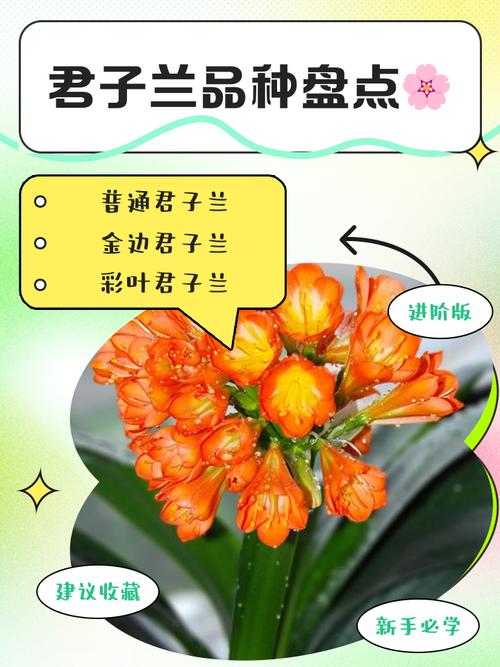 君子兰品种如何快速辨别？-图3