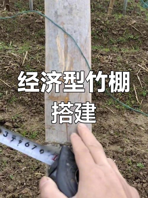 竹子蔬菜大鹏搭建技术-图1