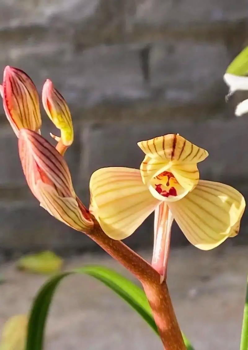 莲瓣的各个品种花图片-图1