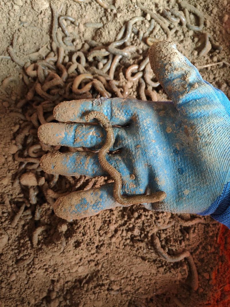 蚯蚓干现在价格是多少-图3