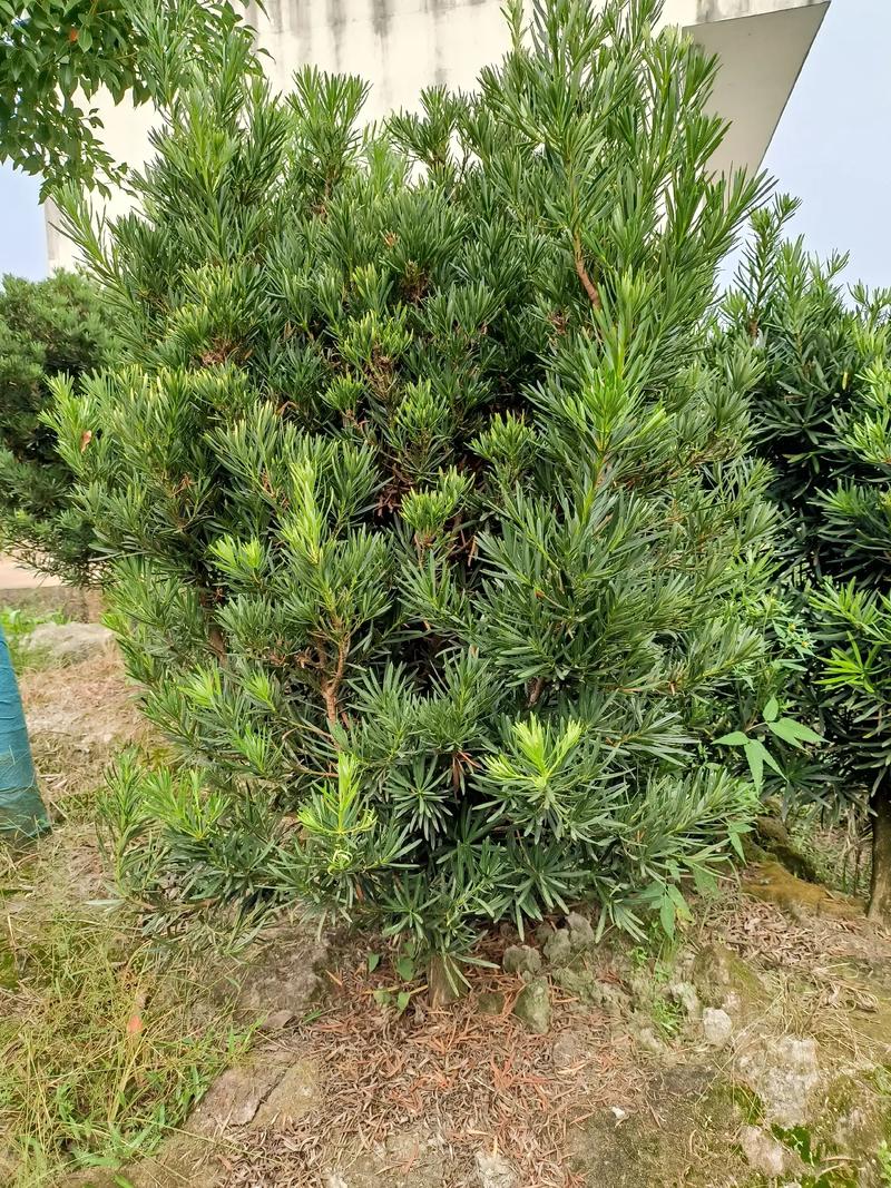 罗汉松的品种图片大全-图1 罗汉松的品种图片大全-图1