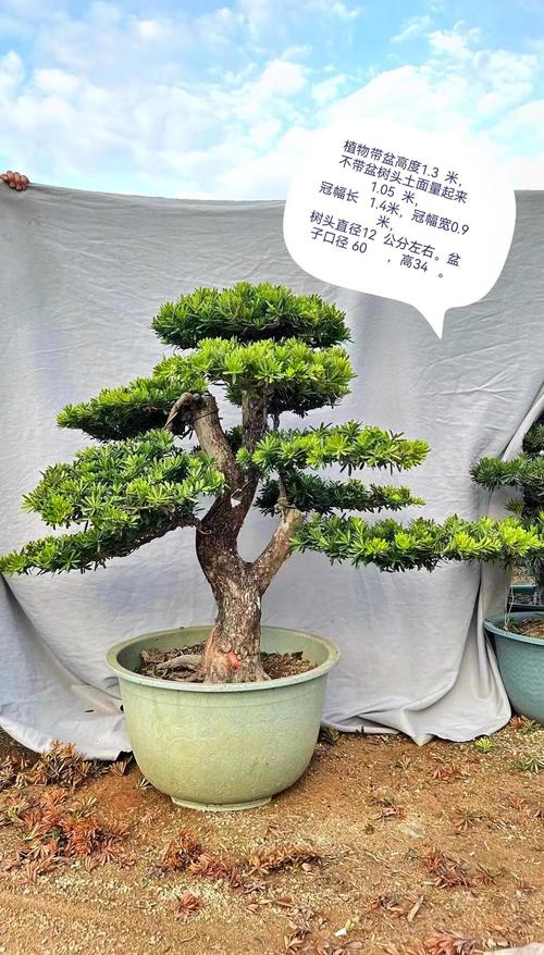 罗汉松的品种图片大全-图2 罗汉松的品种图片大全-图2