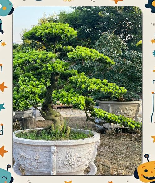 罗汉松的品种图片大全-图3 罗汉松的品种图片大全-图3