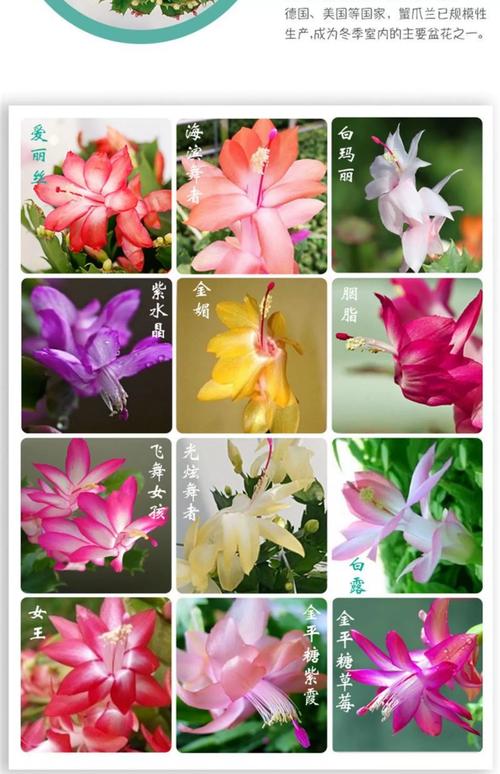 蟹爪兰品种有哪些？常见品种图片及说明？-图1