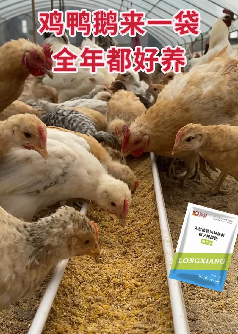 哪个学校有养鸡技术学-图2