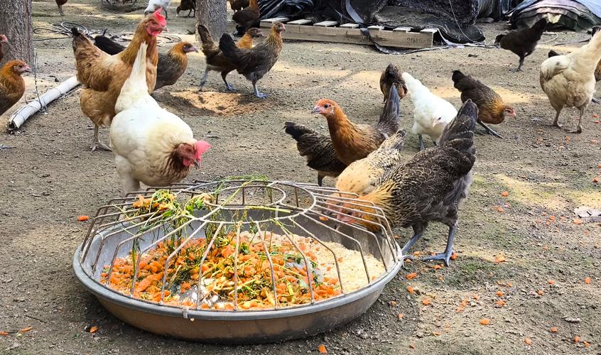 哪个学校有养鸡技术学-图3