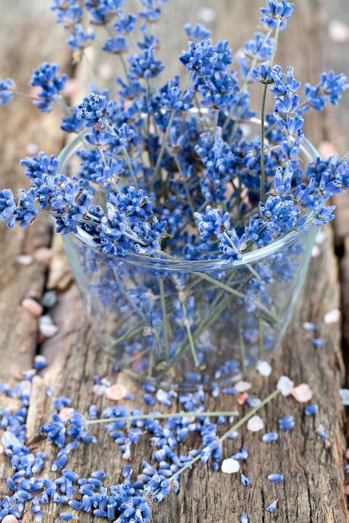 满天星什么品种是蓝色-图3 满天星什么品种是蓝色-图3