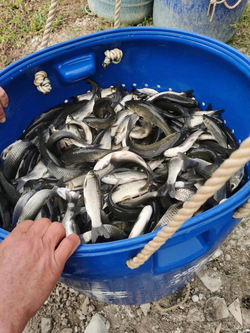 荆州半斤大草鱼苗价格-图1