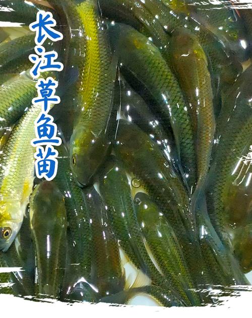 荆州半斤大草鱼苗价格-图2