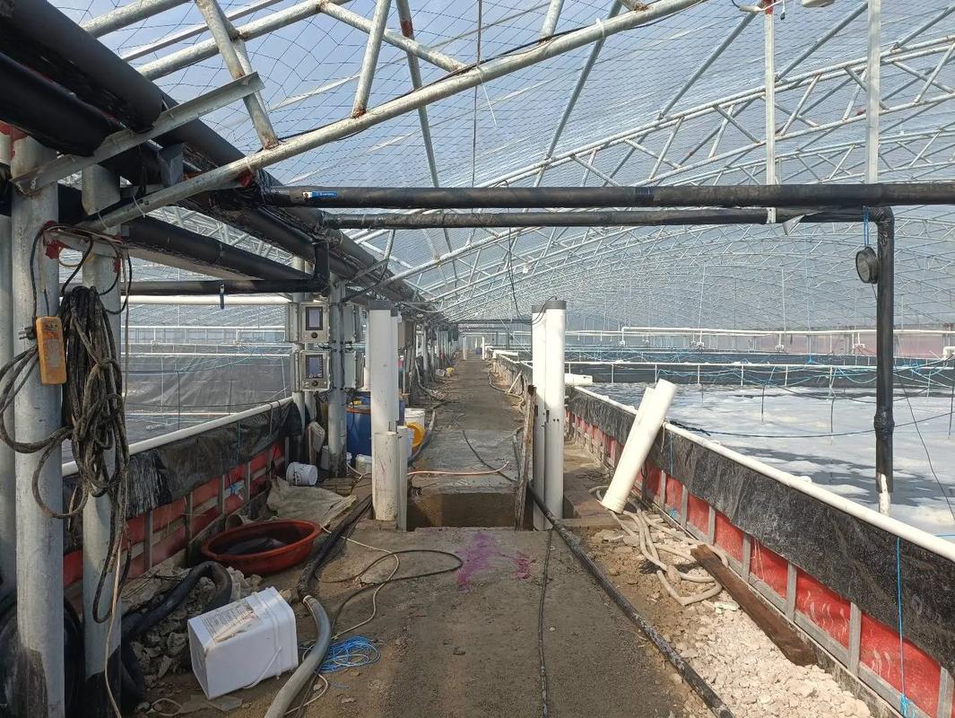 养南美白对虾技术周期-图1 养南美白对虾技术周期-图1