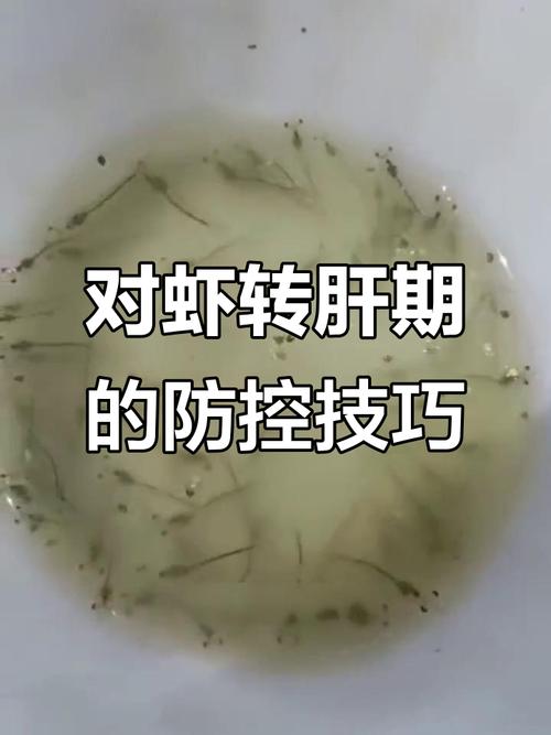 养南美白对虾技术周期-图3 养南美白对虾技术周期-图3