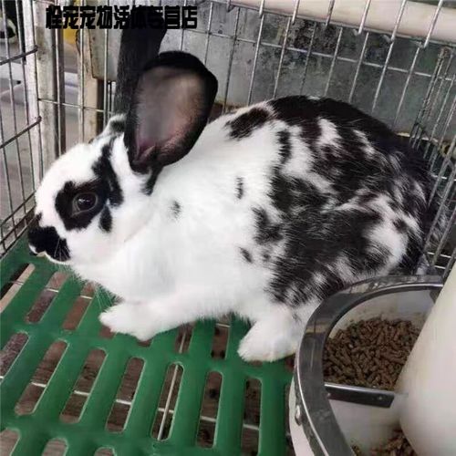 比利时兔子品种有哪些？-图2