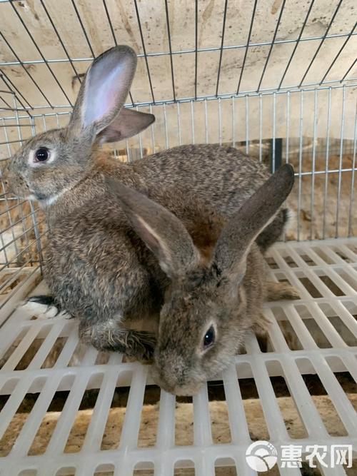 比利时兔子品种有哪些？-图3