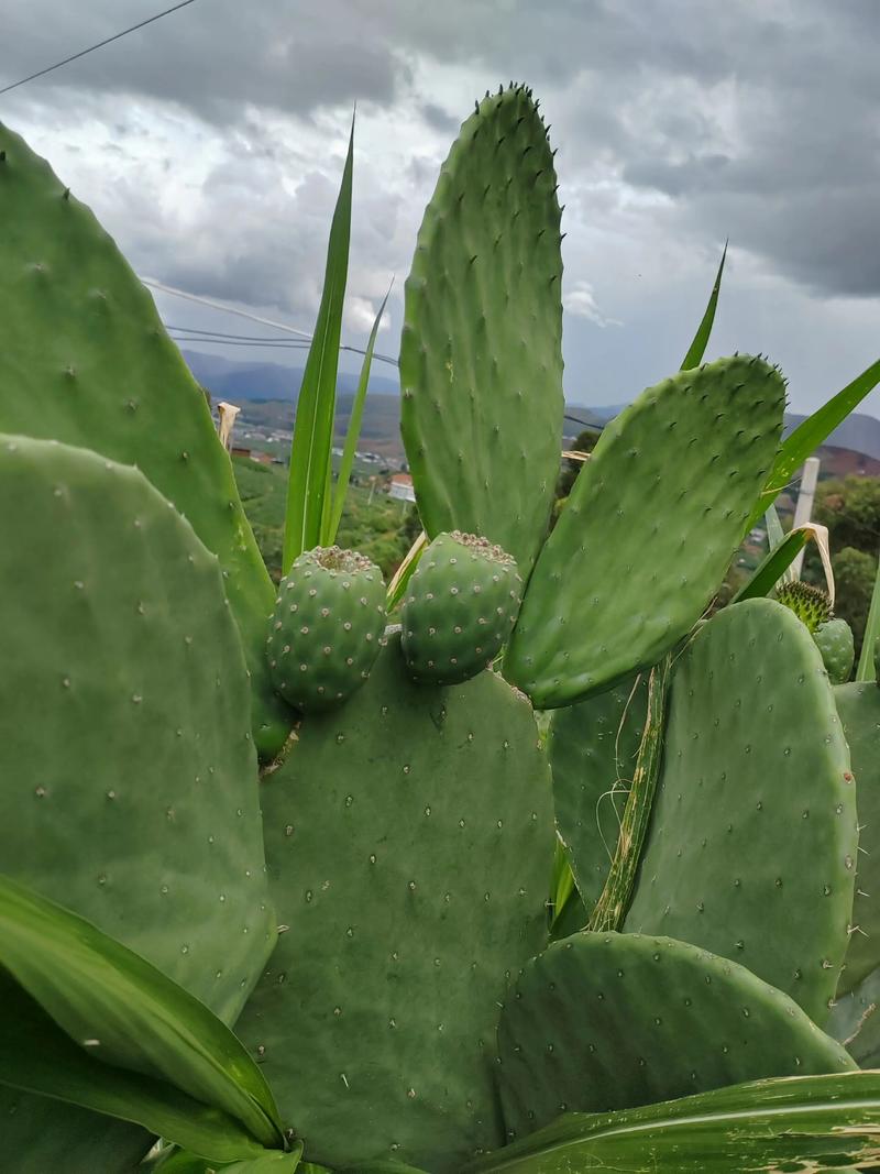 仙人掌品种有多少？附图片看差异。-图3