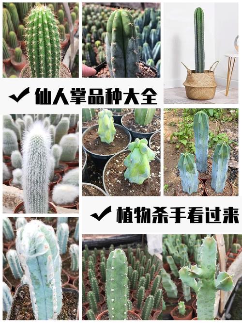 仙人掌品种有多少？附图片看差异。-图2