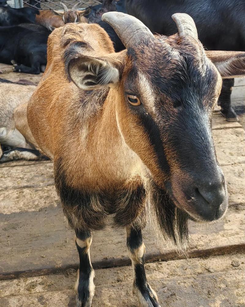 圈养黑东山羊技术视频有哪些要点?-图1 圈养黑东山羊技术视频有哪些要点?-图1