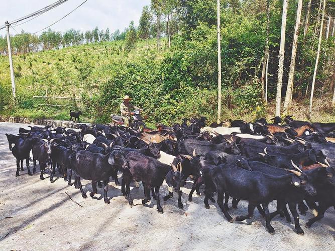 圈养黑东山羊技术视频有哪些要点?-图2 圈养黑东山羊技术视频有哪些要点?-图2