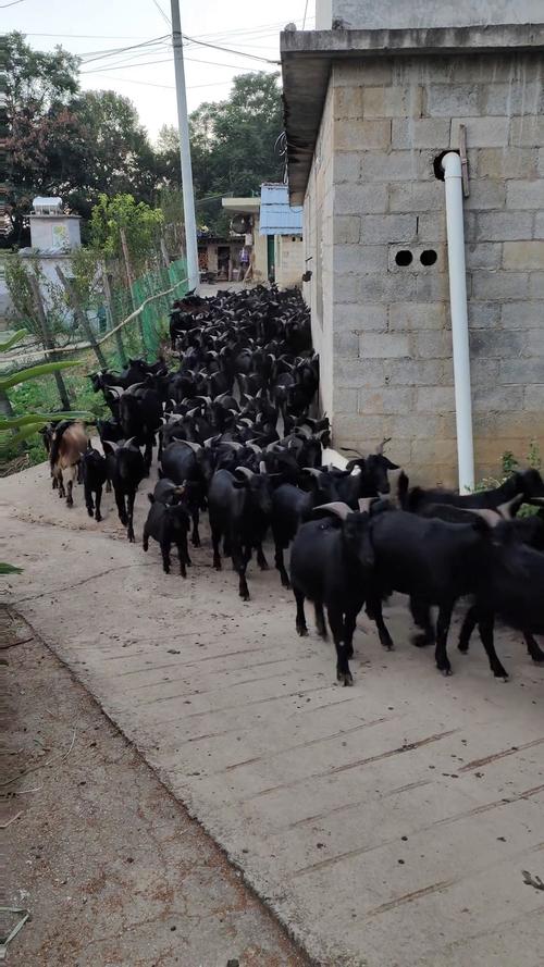 圈养黑东山羊技术视频有哪些要点?-图3 圈养黑东山羊技术视频有哪些要点?-图3