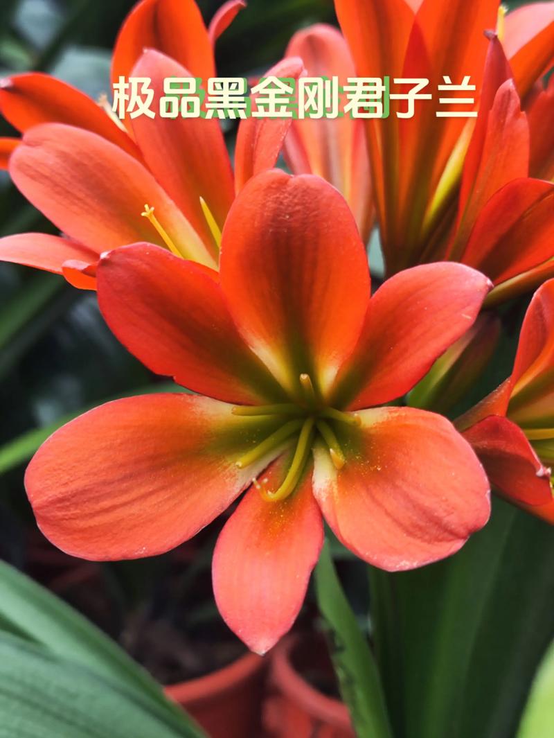 君子兰哪个品种最好？-图2