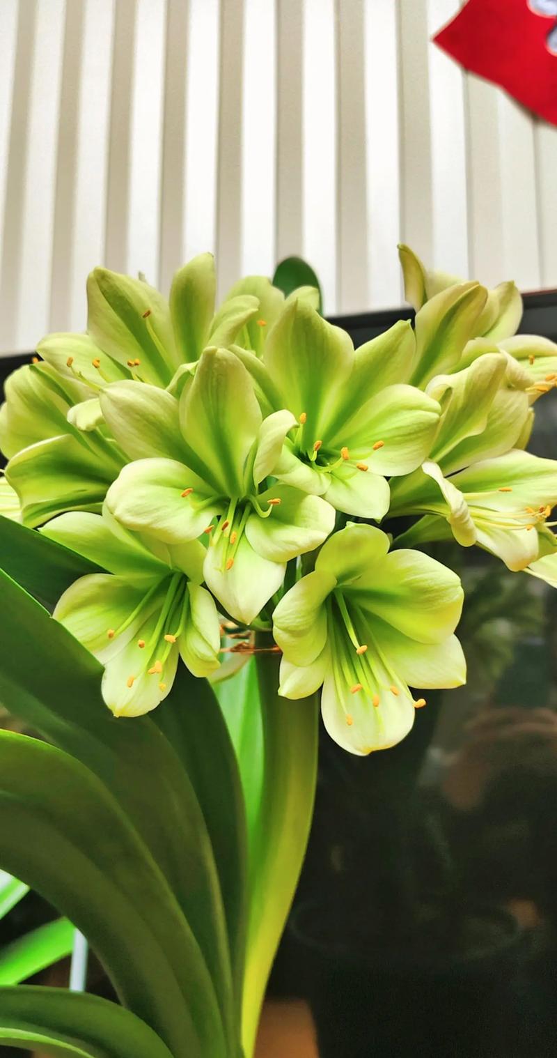 君子兰哪个品种最好?-图1 君子兰哪个品种最好?-图1