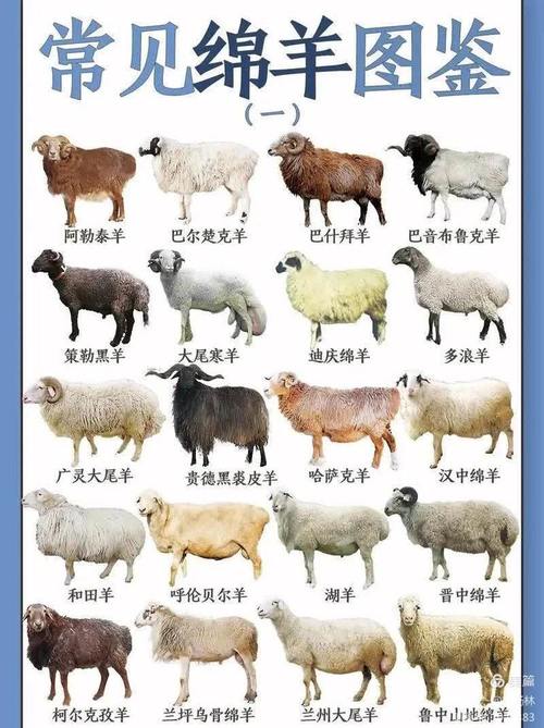 世界上著名的羔羊品种-图3