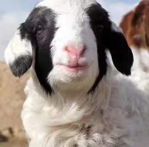 世界上著名的羔羊品种-图1
