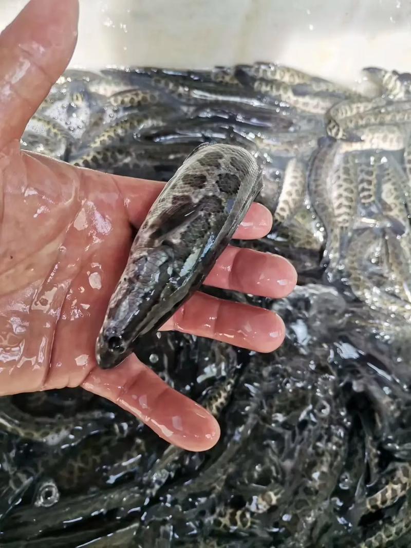 黑鱼养殖技术 致富经-图2