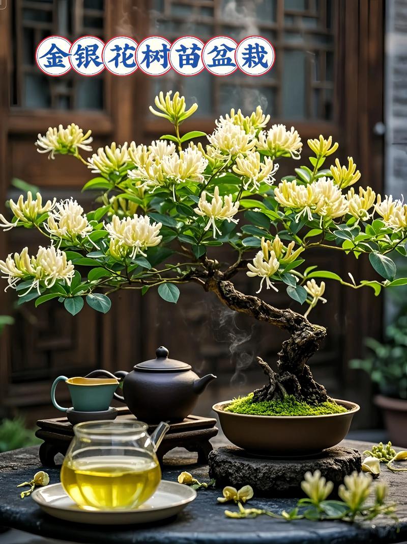 金银花品种有哪些?图片里怎么区分?-图3 金银花品种有哪些?图片里怎么区分?-图3