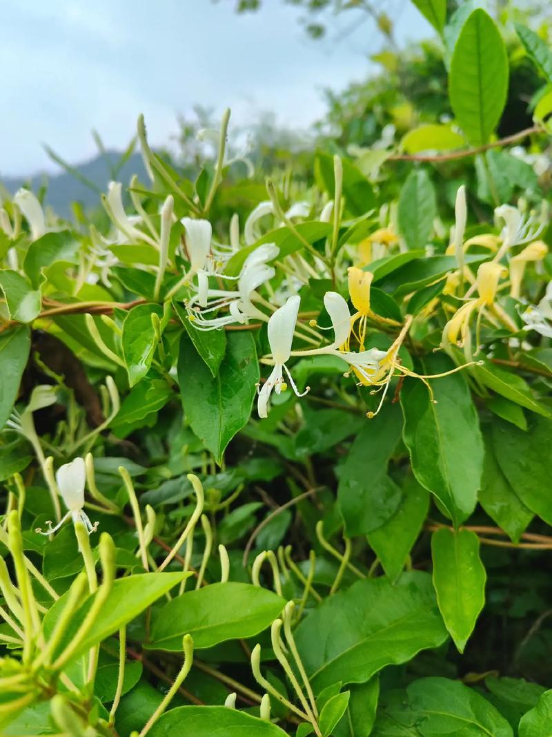 金银花品种有哪些?图片里怎么区分?-图2 金银花品种有哪些?图片里怎么区分?-图2