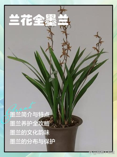 最贵的兰花名字及品种-图2