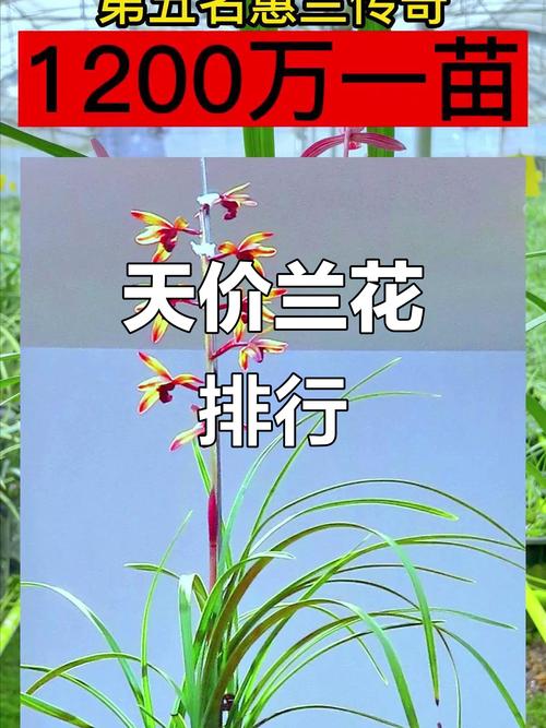 最贵的兰花名字及品种-图1
