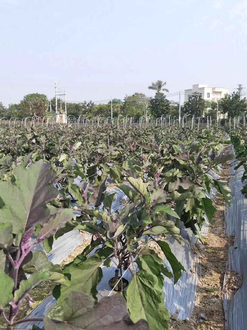 茄子露地高产栽培技术-图2 茄子露地高产栽培技术-图2
