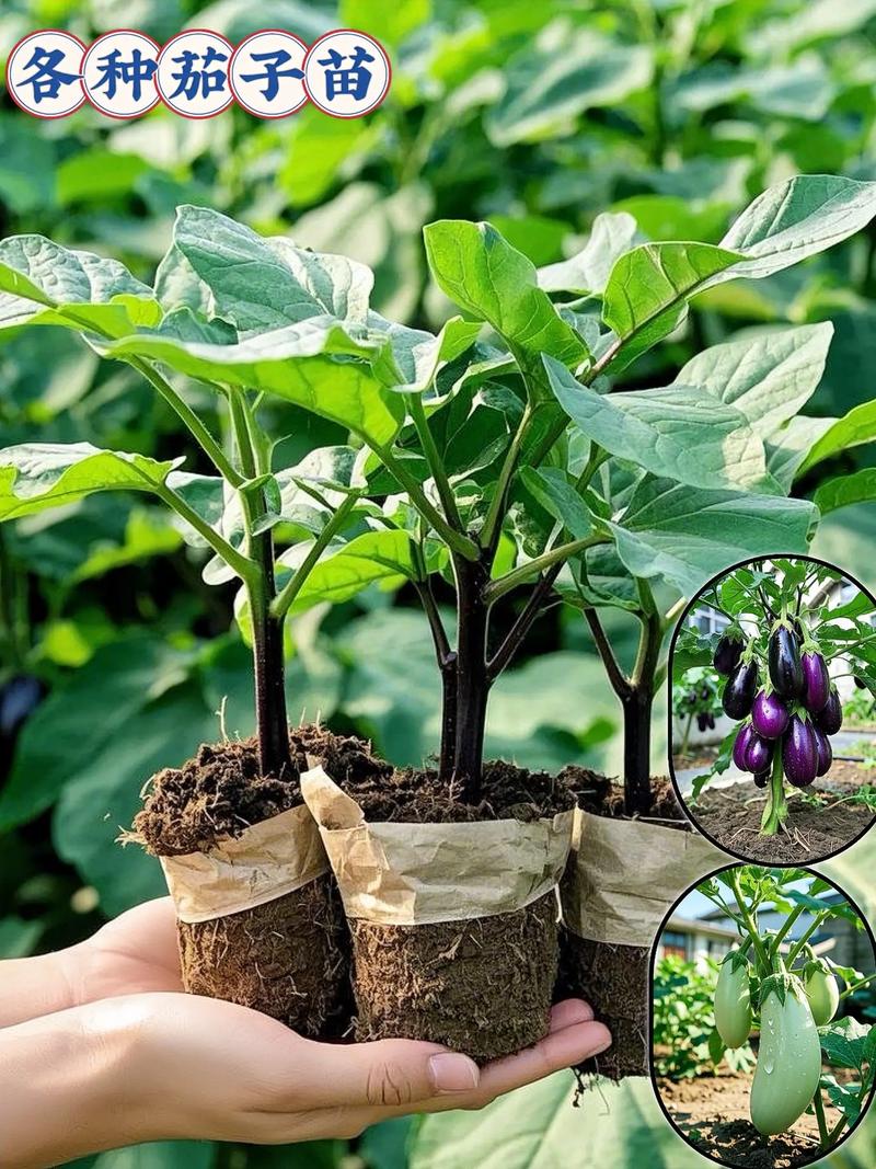 茄子露地高产栽培技术-图1 茄子露地高产栽培技术-图1