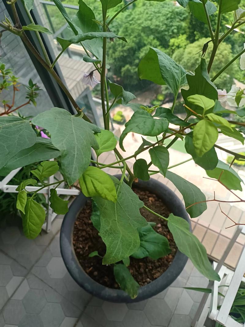 茄子露地高产栽培技术-图3 茄子露地高产栽培技术-图3