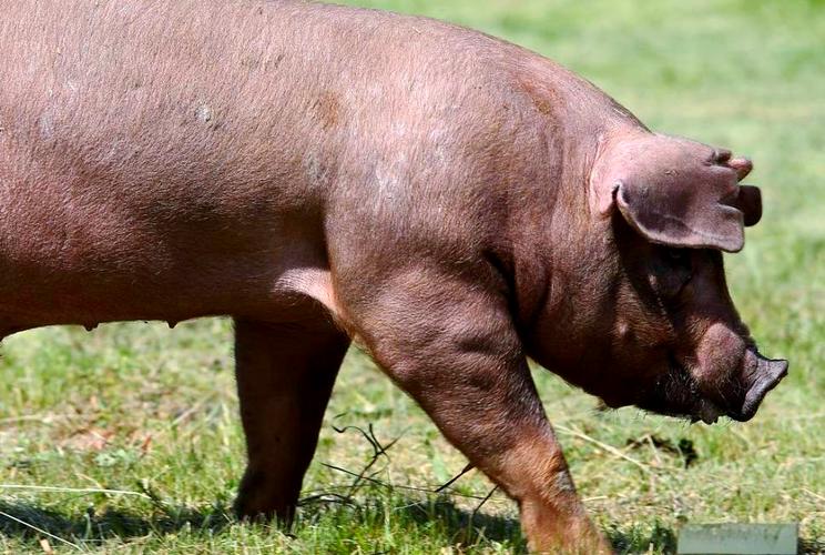 什么品种猪耐吃草性强-图1 什么品种猪耐吃草性强-图1