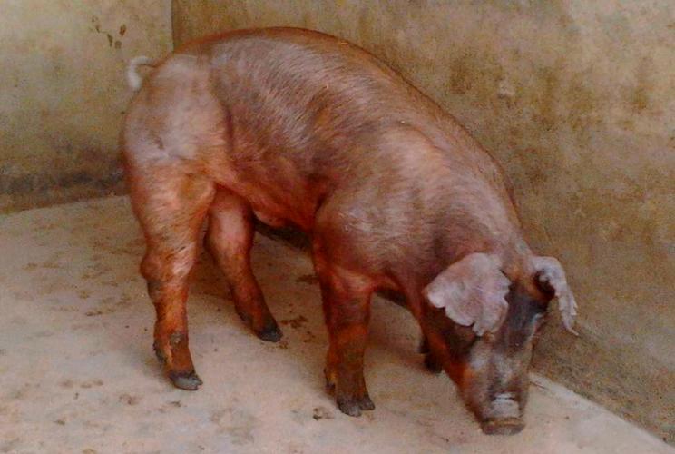 什么品种猪耐吃草性强-图2 什么品种猪耐吃草性强-图2