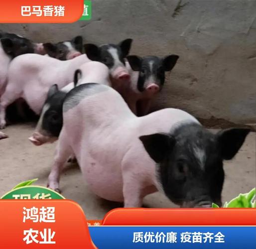 什么品种猪耐吃草性强-图3 什么品种猪耐吃草性强-图3