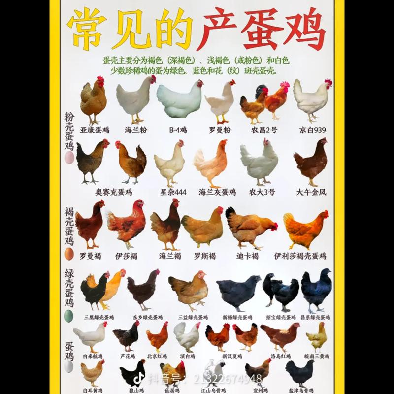 适合家里养的蛋鸡品种-图2 适合家里养的蛋鸡品种-图2