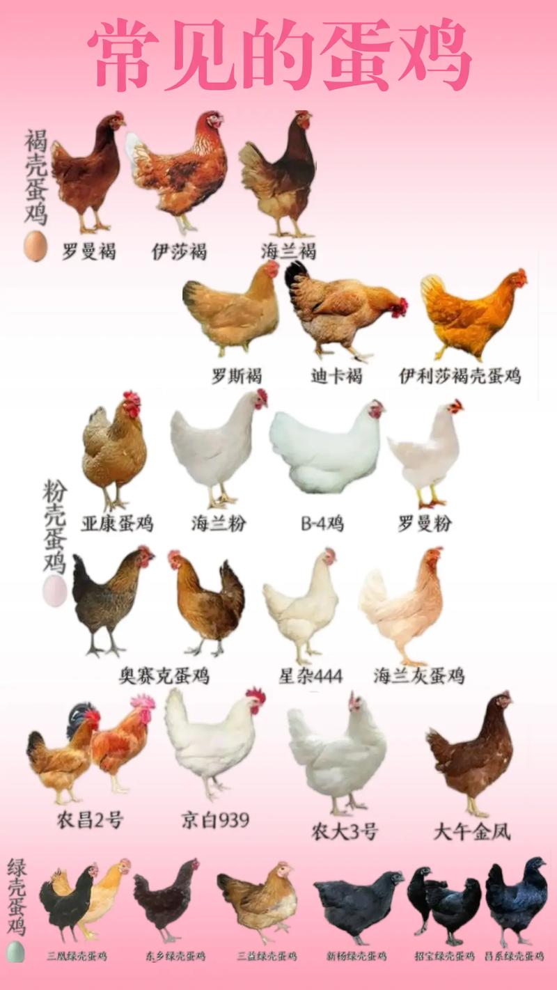 适合家里养的蛋鸡品种-图1 适合家里养的蛋鸡品种-图1