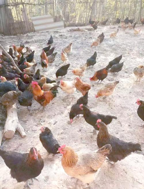 适合家里养的蛋鸡品种-图3 适合家里养的蛋鸡品种-图3