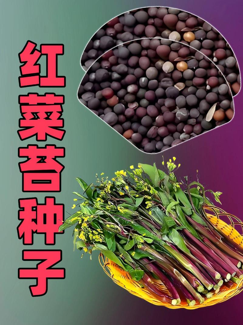 红菜苔籽怎么种植技术-图2 红菜苔籽怎么种植技术-图2