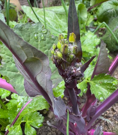 红菜苔籽怎么种植技术-图1 红菜苔籽怎么种植技术-图1