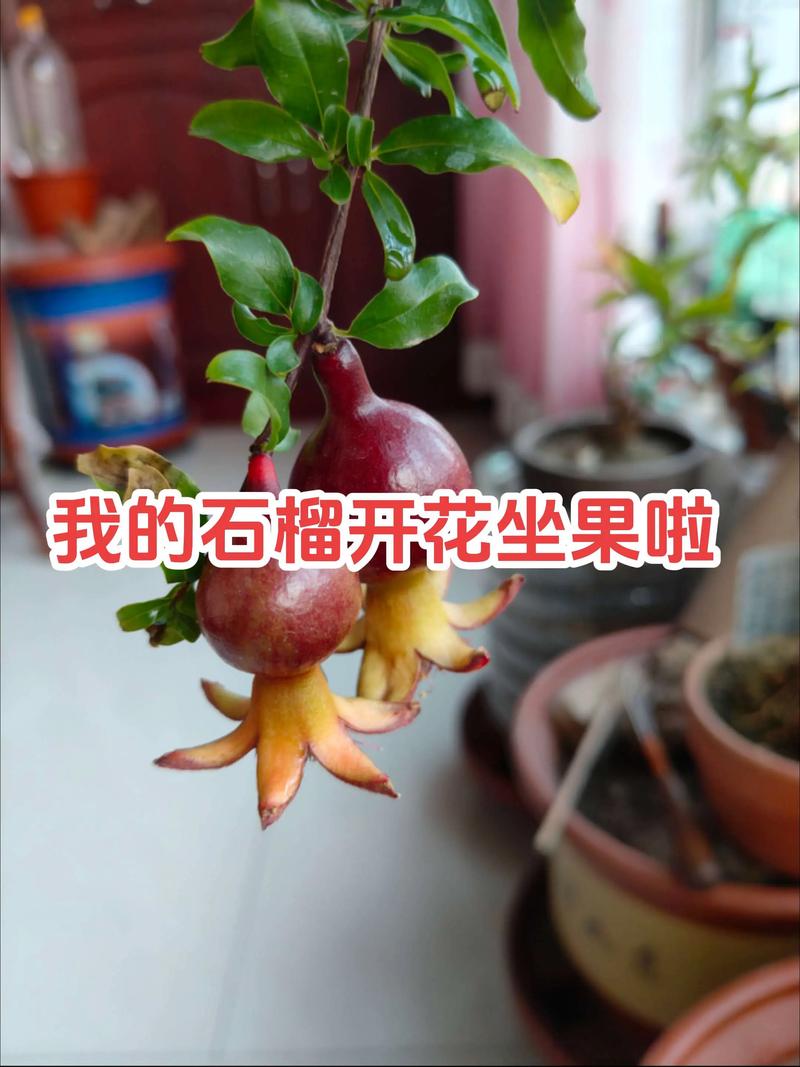 观赏石榴怎么种植技术-图1 观赏石榴怎么种植技术-图1